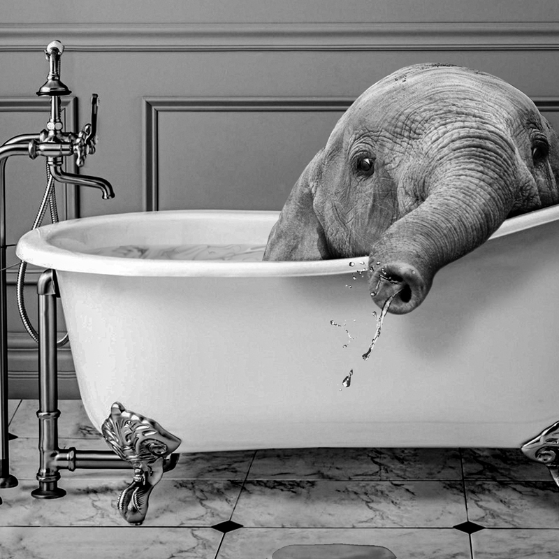 Black and White Animals Bathro - огляд і ціна Photography Duck